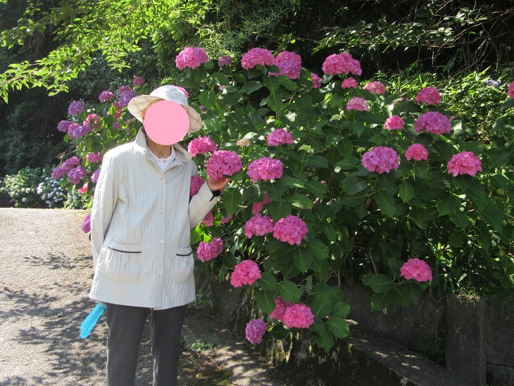 あじさい見学