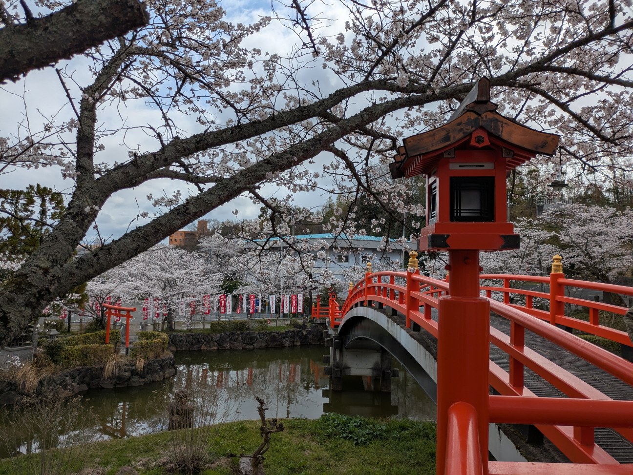 4月お花見