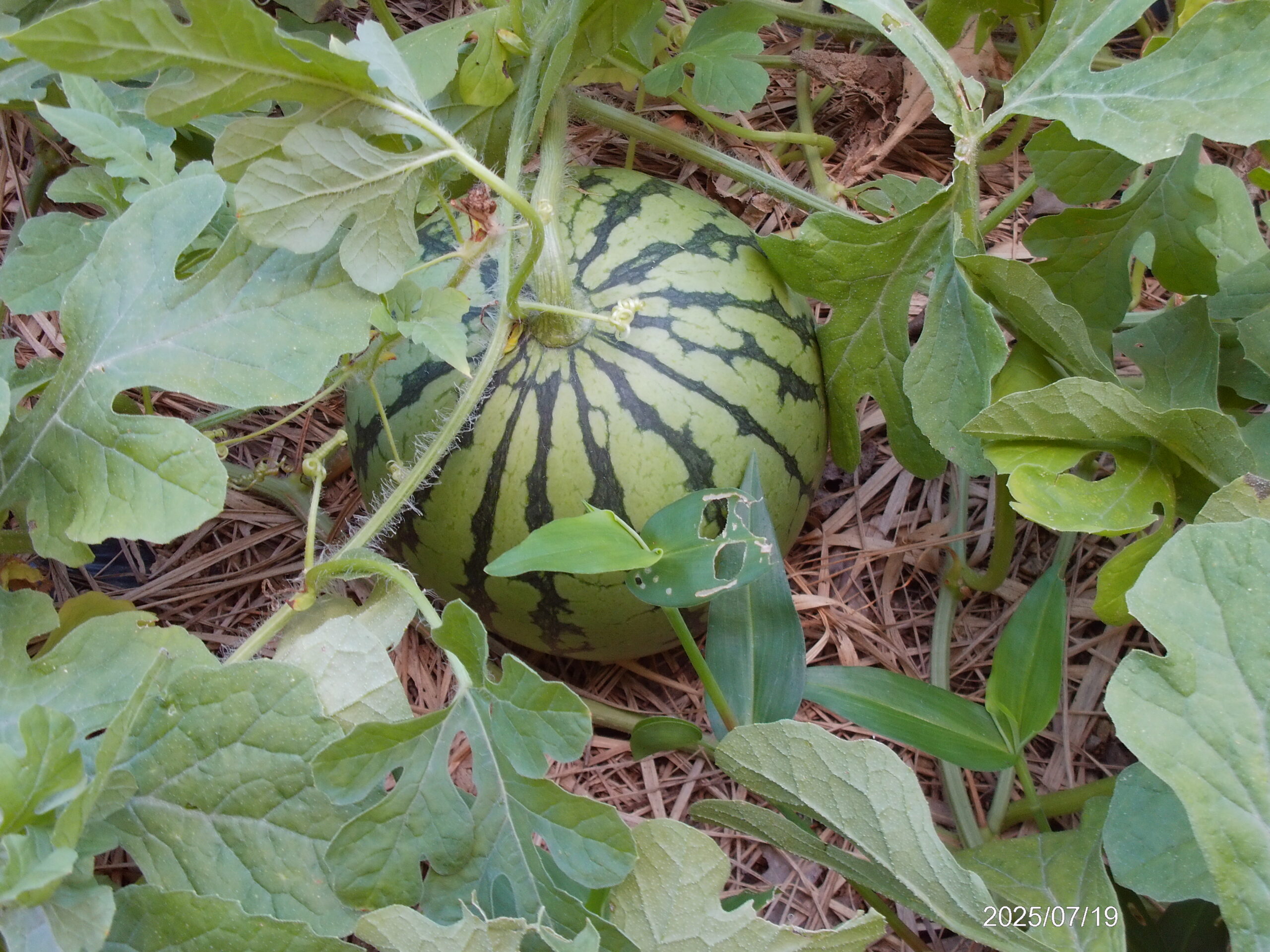 スイカ🍉の収穫