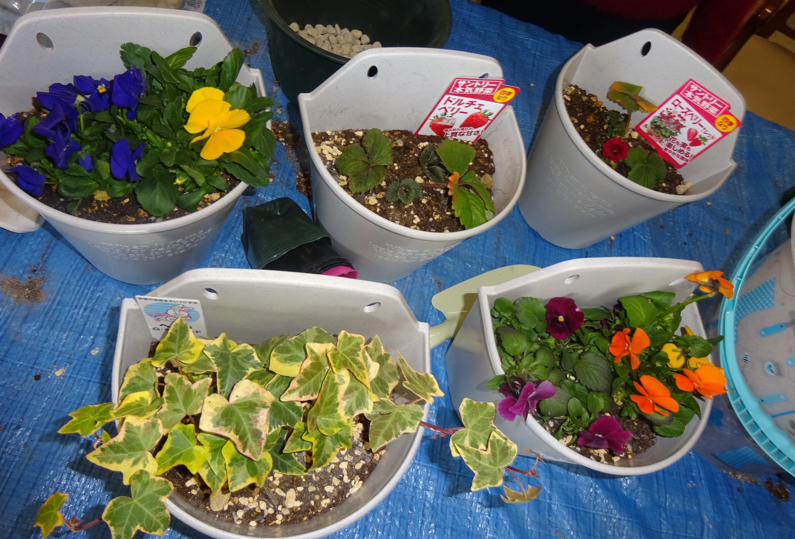 デイサービス、園芸クラブ