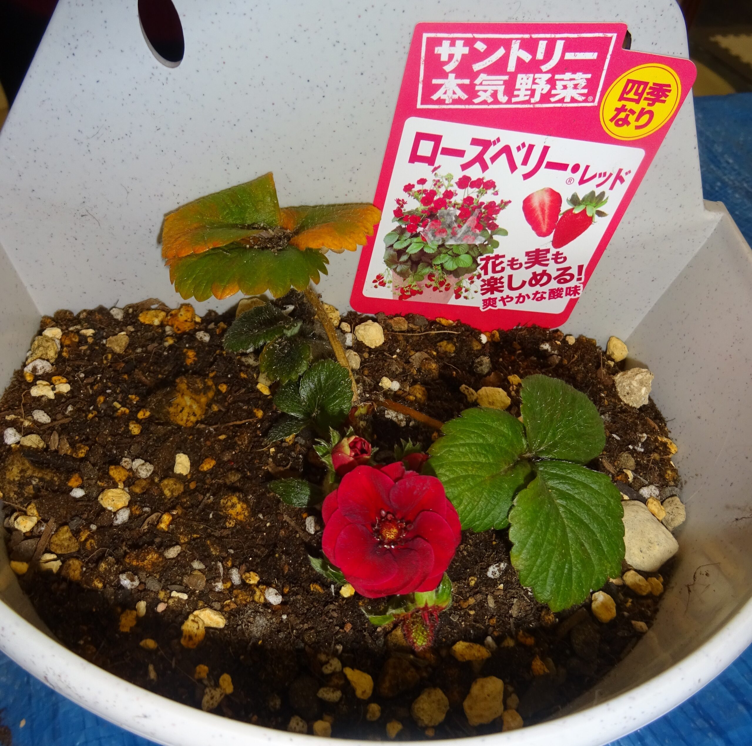 ローズベリー・レッド<br />
花も実も楽しめるいちご…とても珍しい種類だそうです🍓