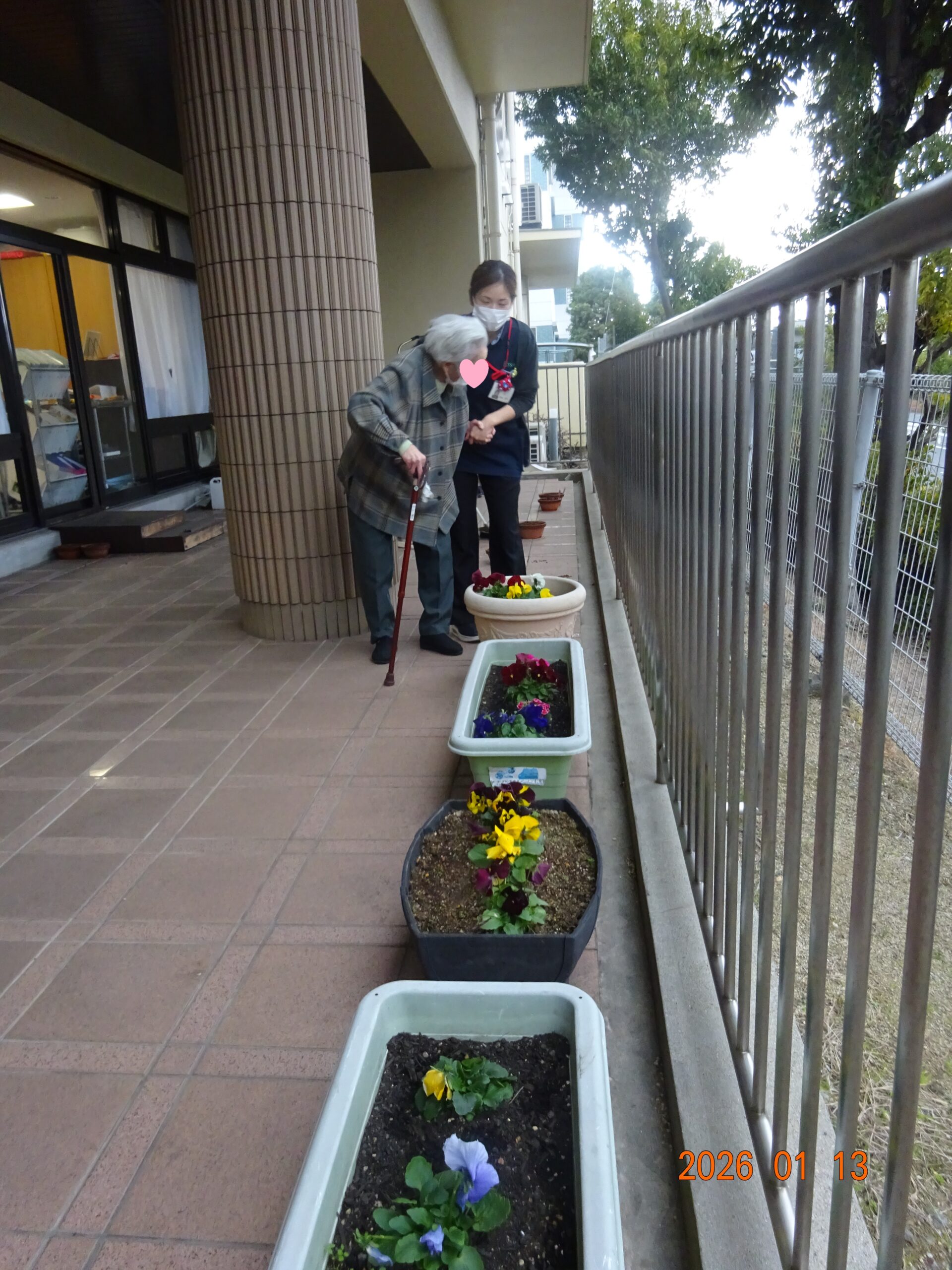 日当たりの良いベランダに並べました