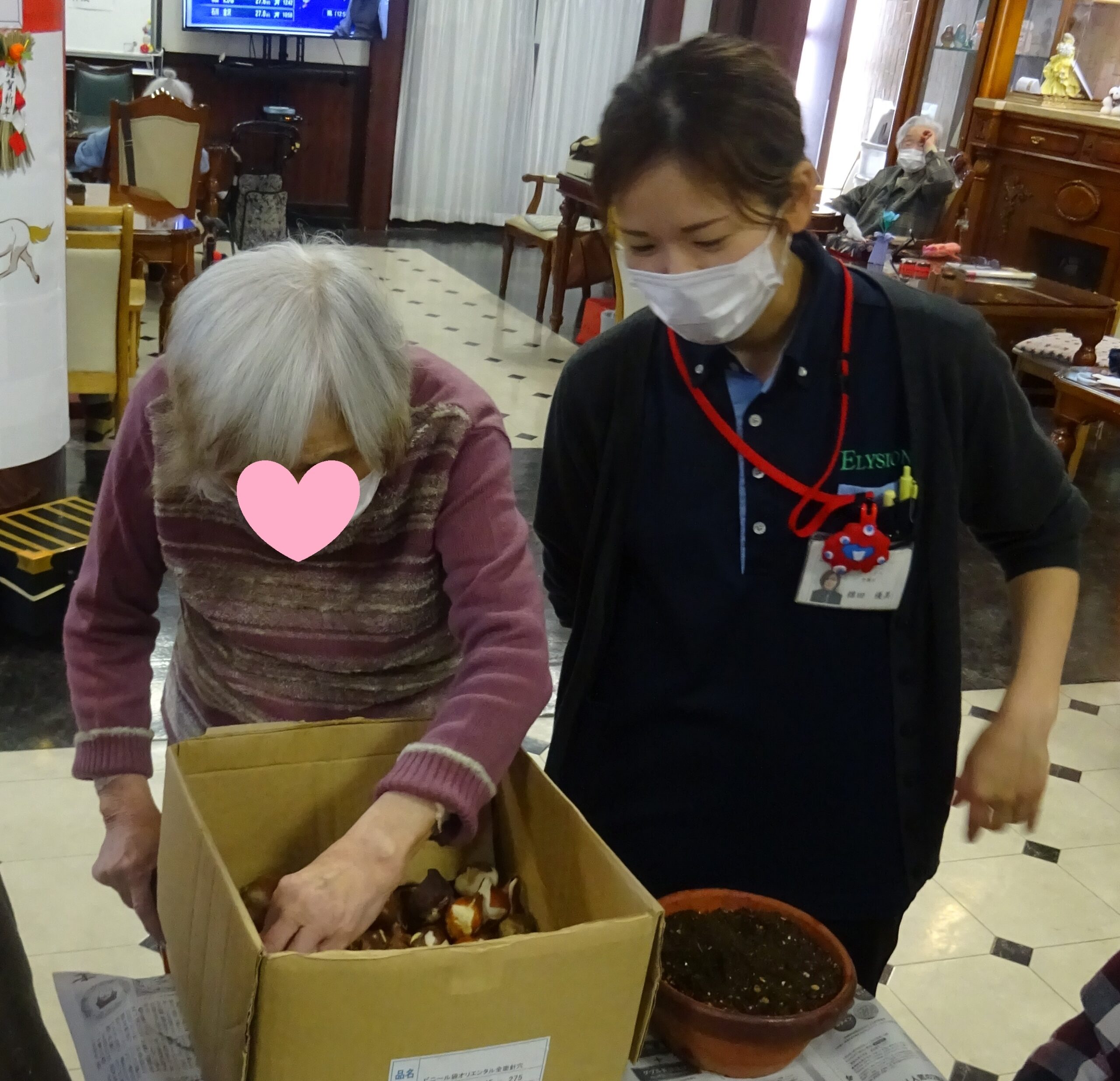 どの球根にしようかな？