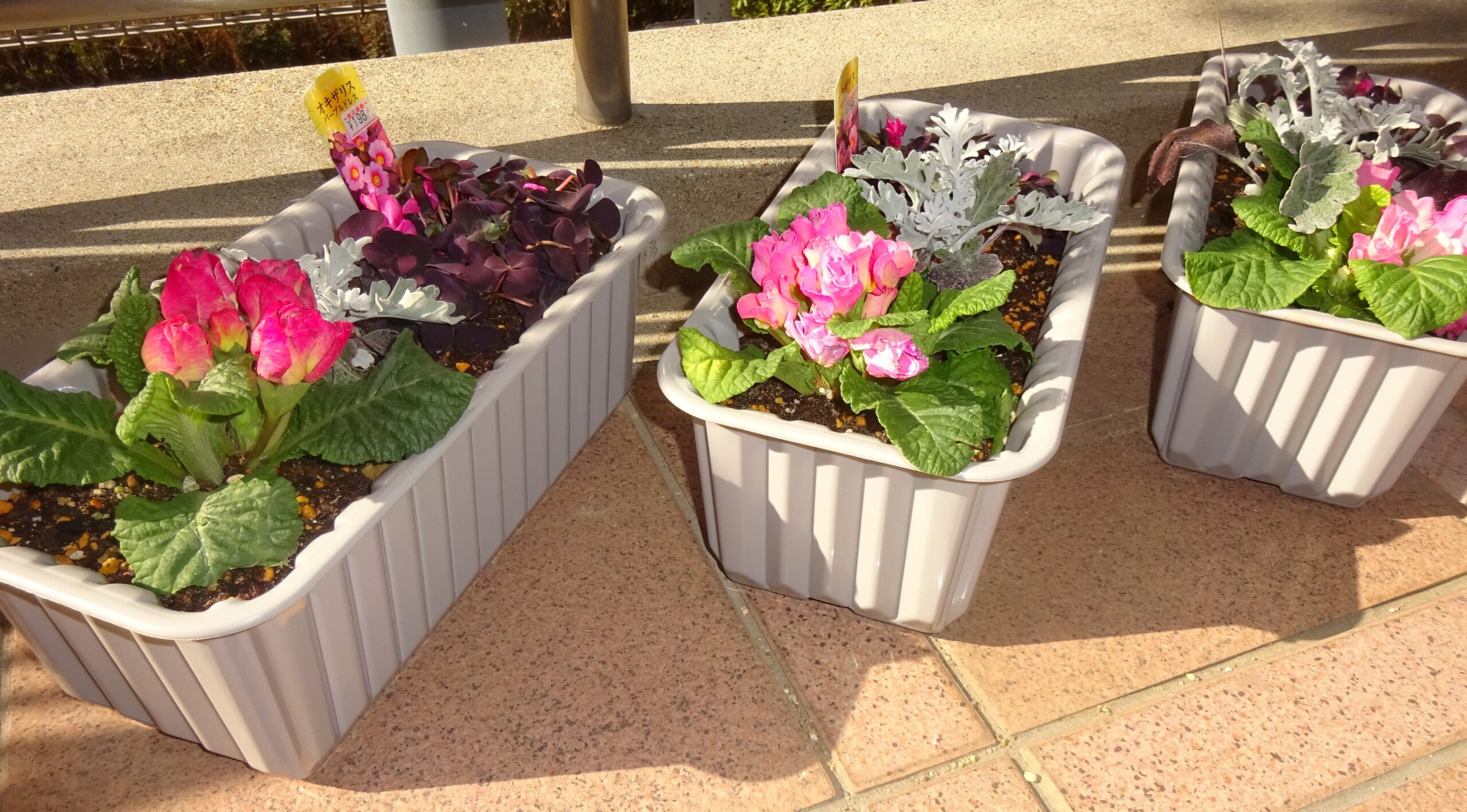 デイサービス、園芸クラブ(第2回)