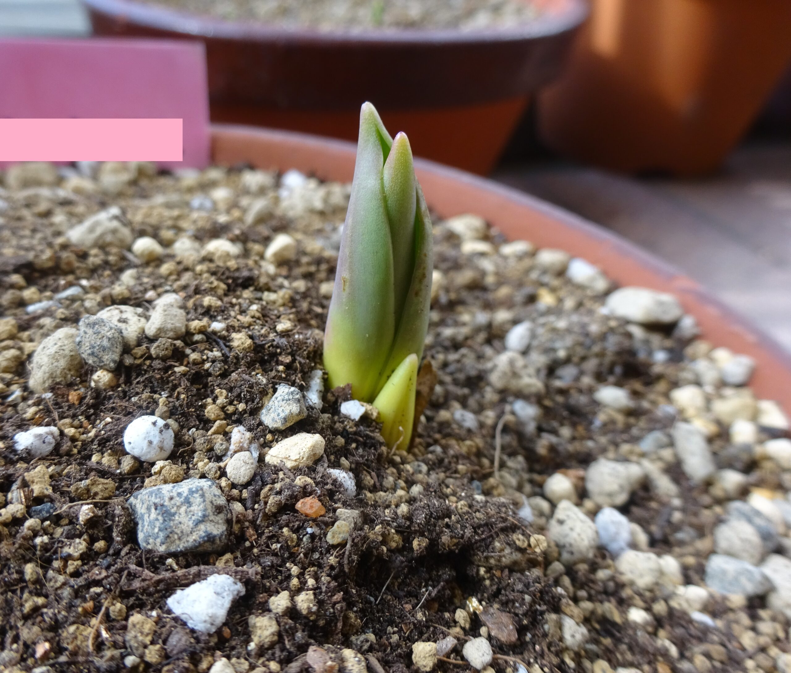 チューリップの芽がニョキニョキ!<br />
綺麗なお花が咲きますように🌷