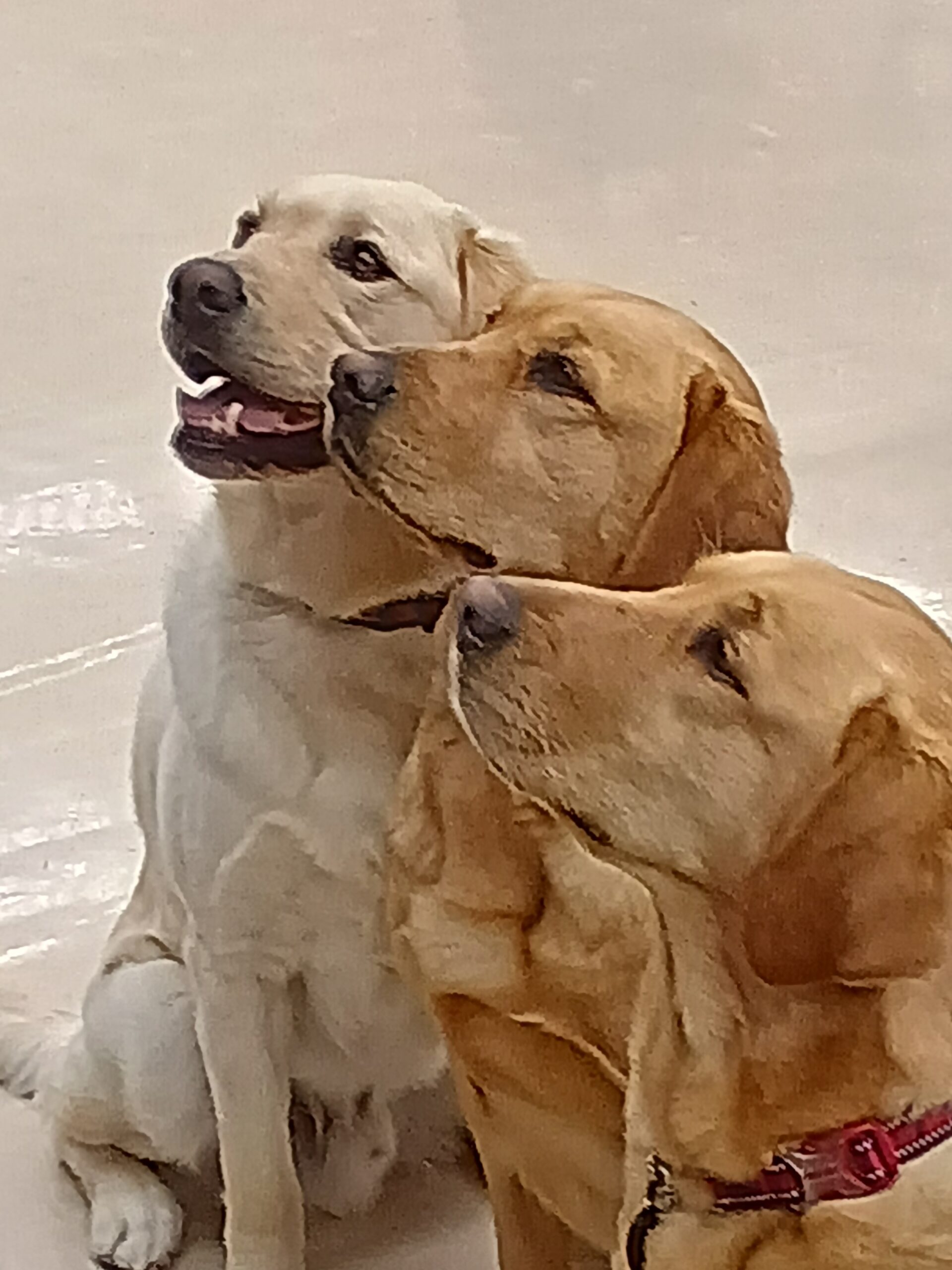 ドックセラピー