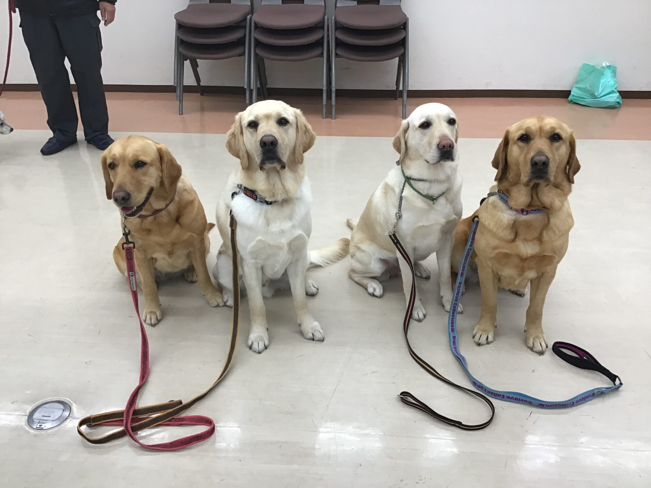 ドッグセラピー