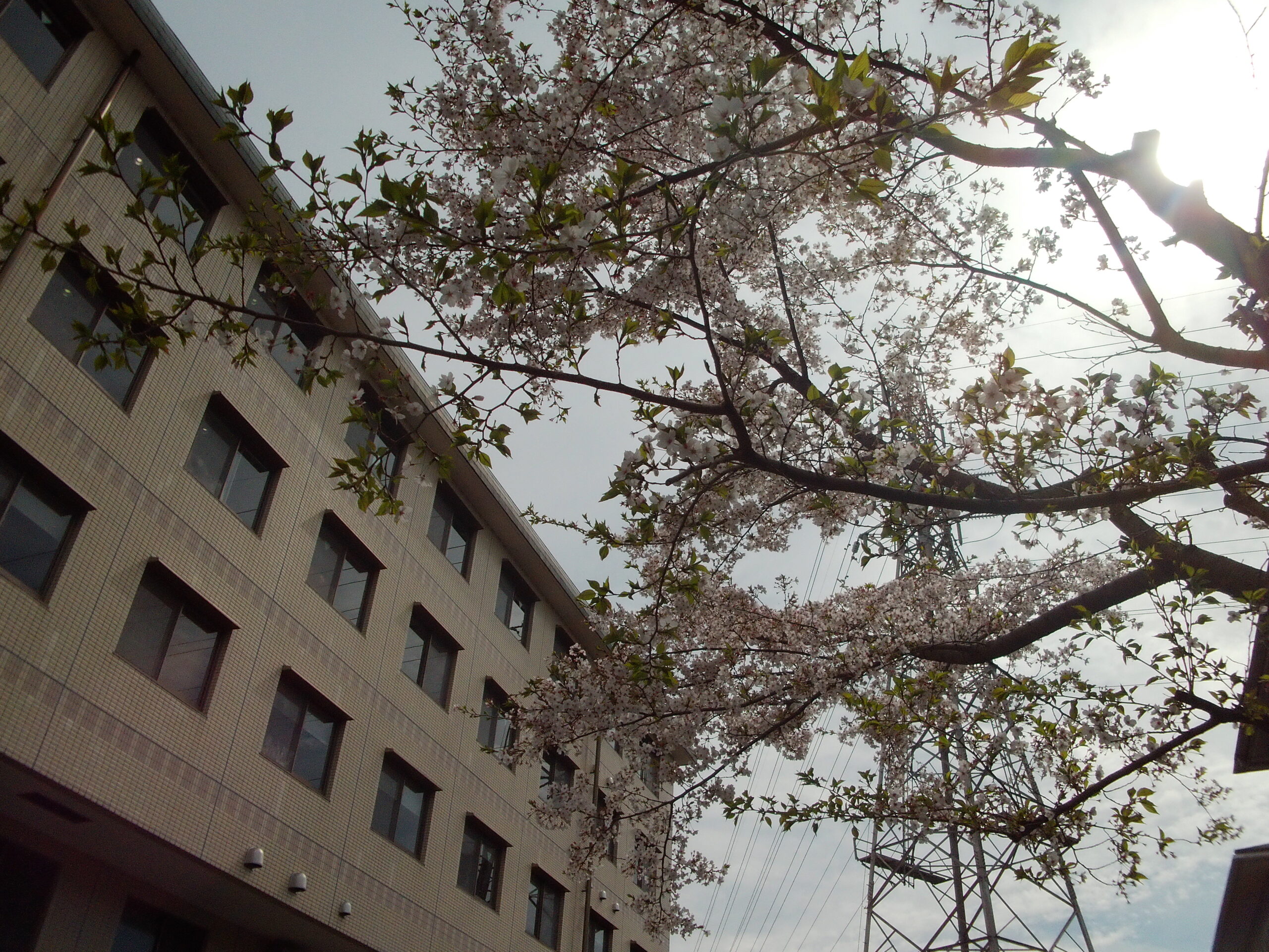 🌸桜🌸お花見