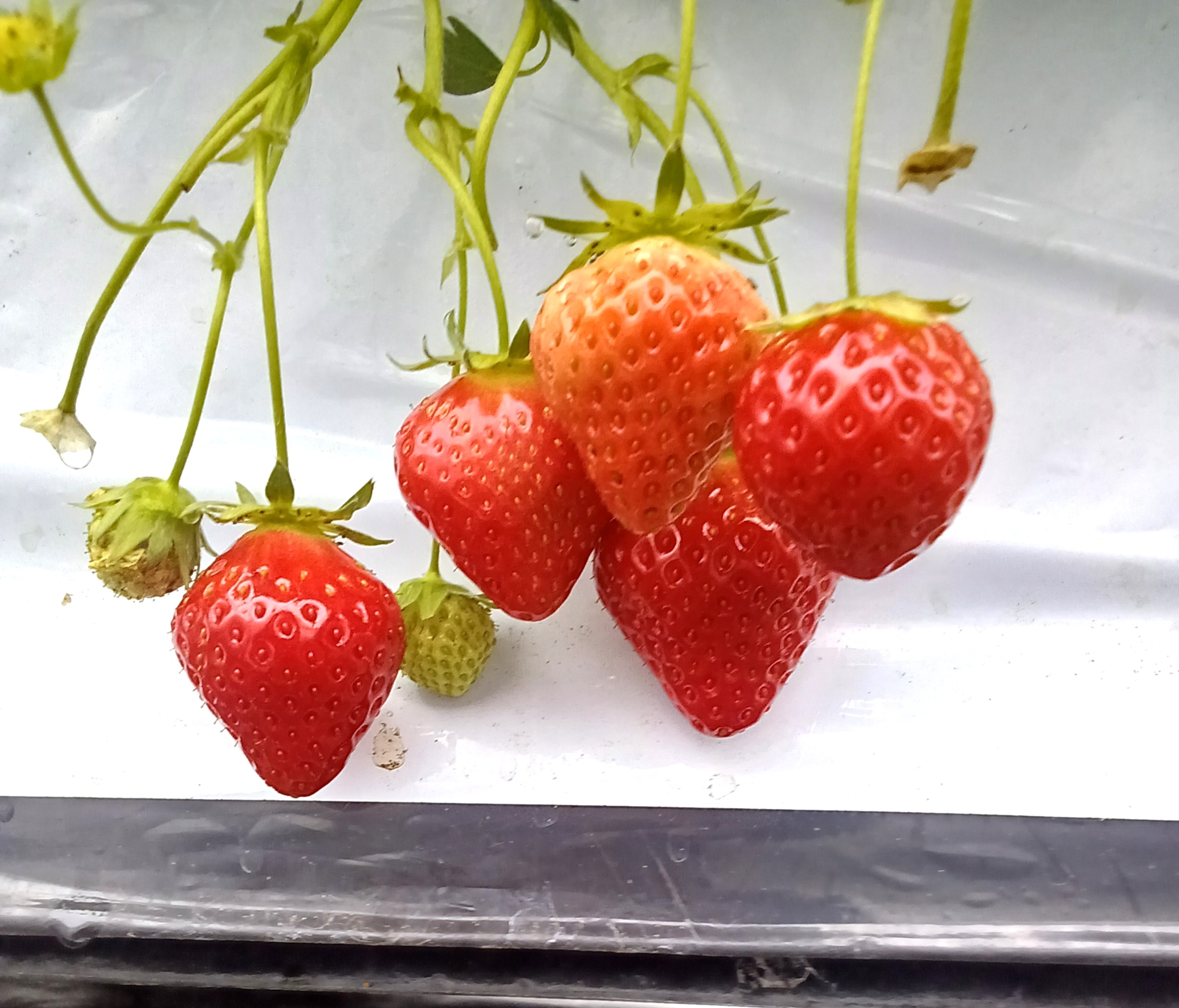 🍓いちご狩り🍓