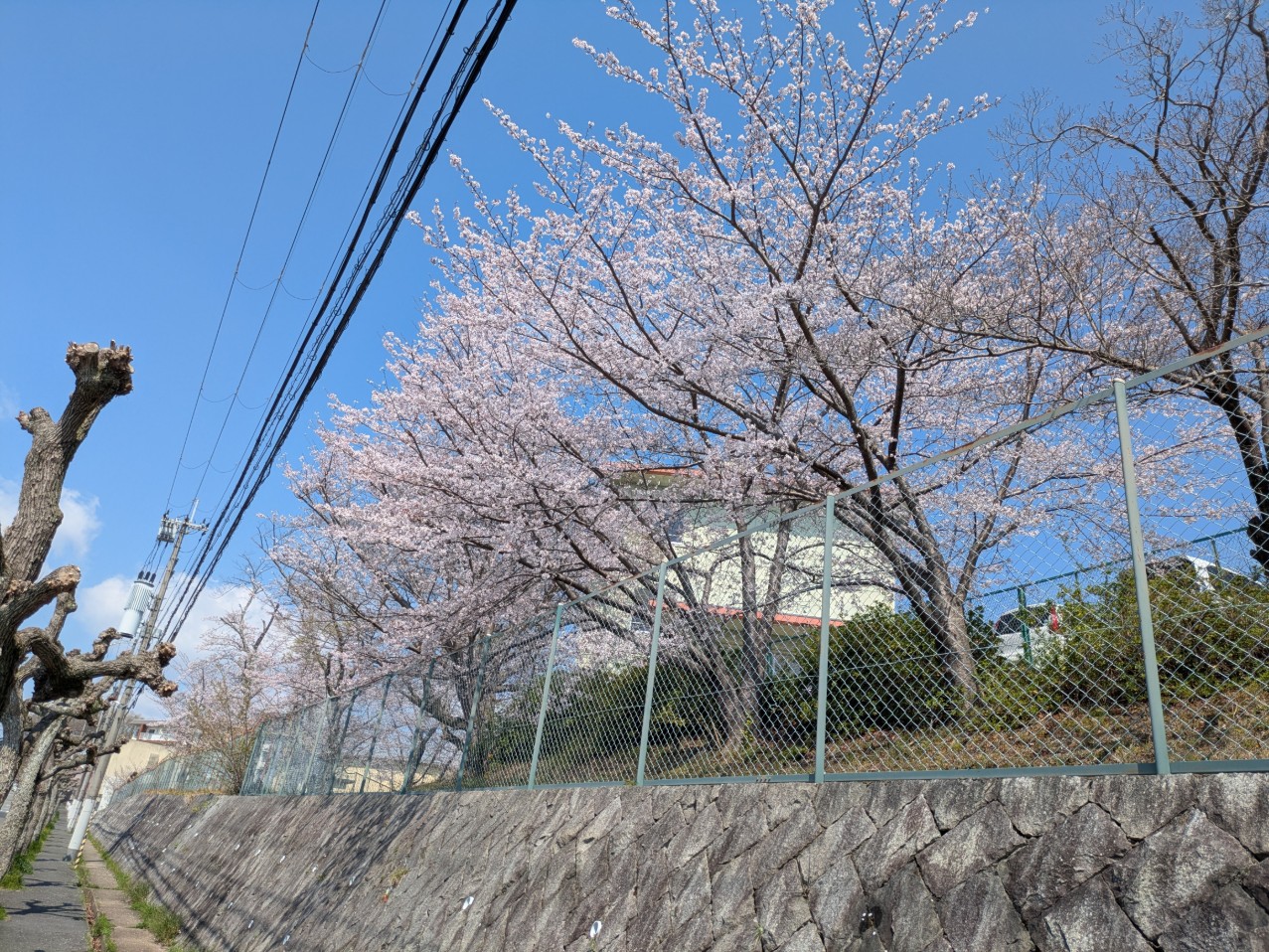 登美ヶ丘小学校の桜が満開です<br />
