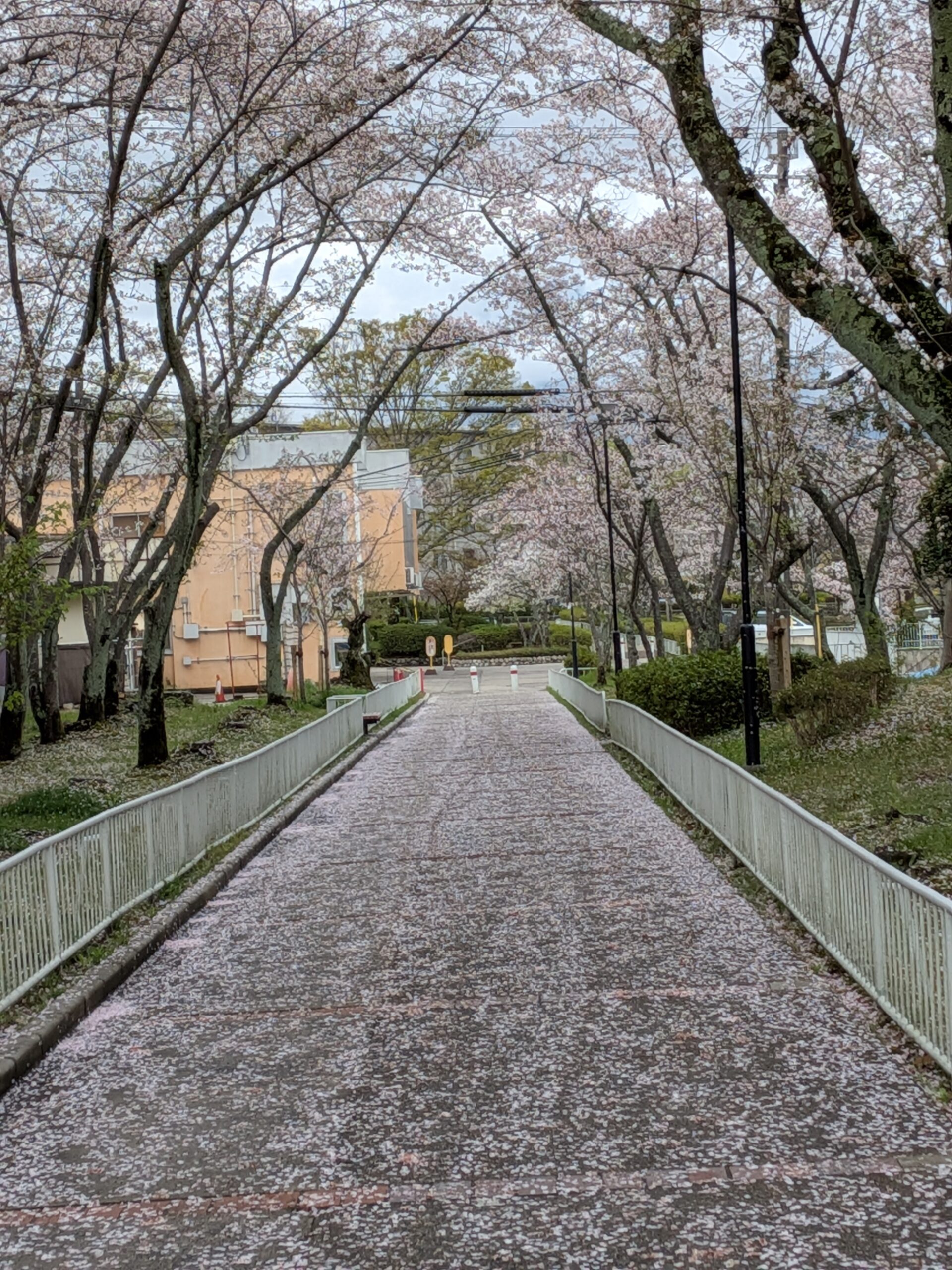 ４月には散り桜がピンクの絨毯のようになりました