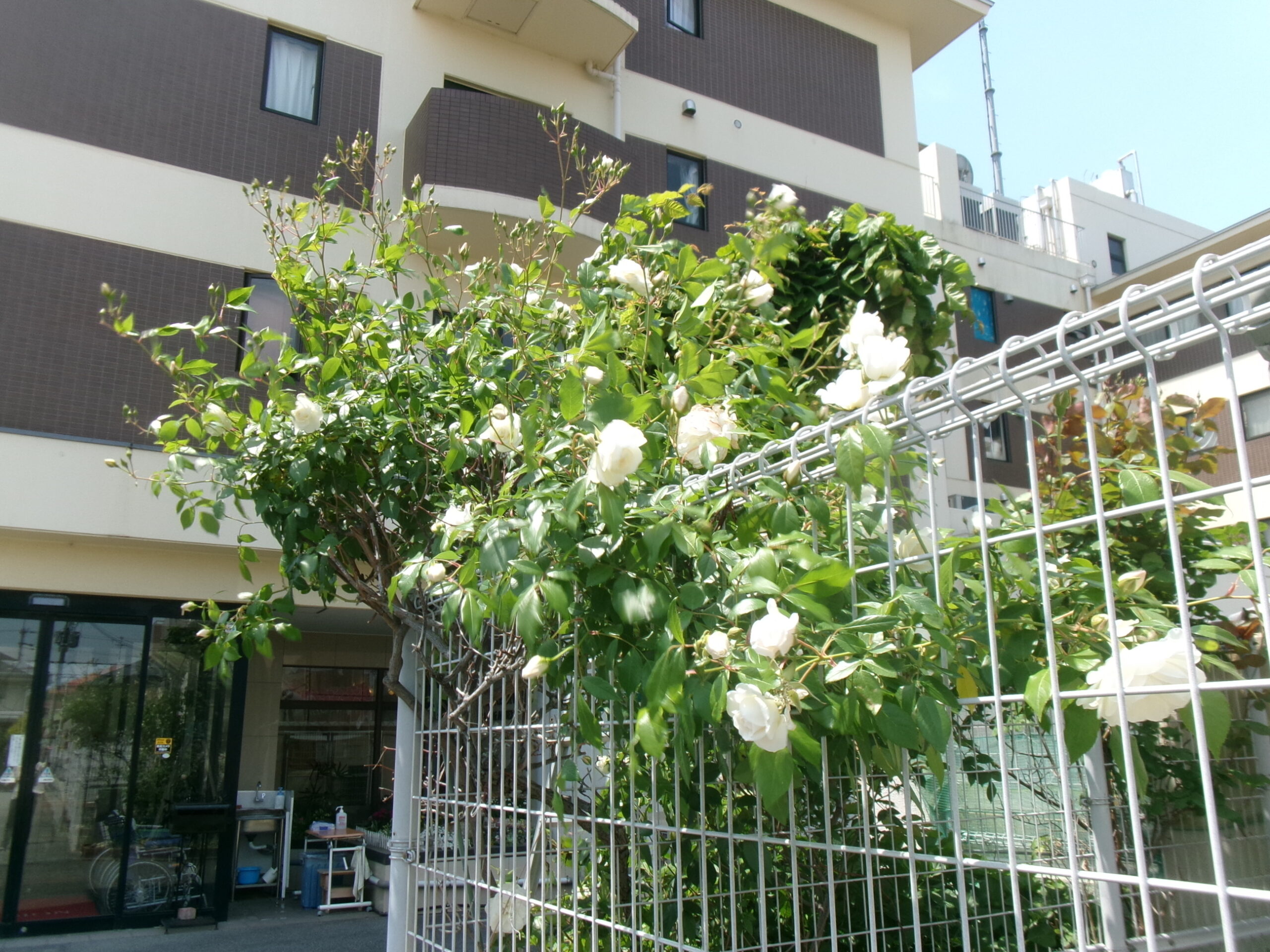 白い薔薇