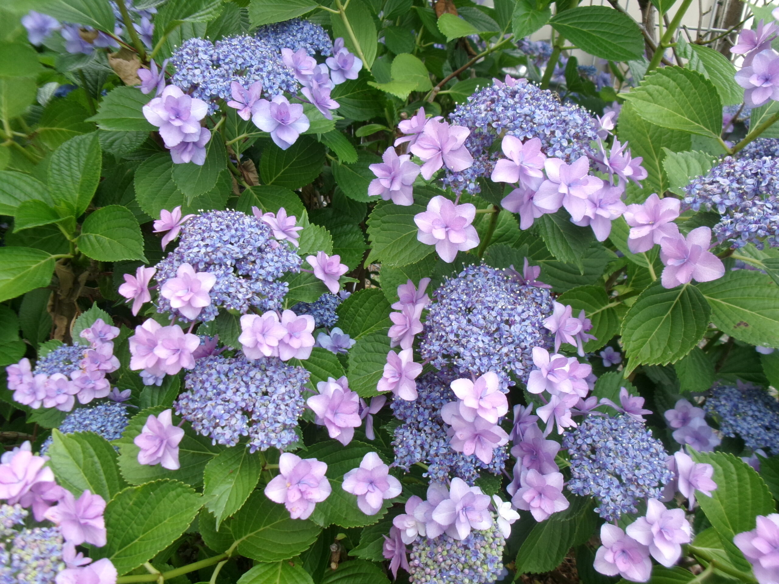 紫陽花
